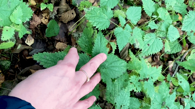 A hand moving through nettles. Photo.