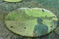 Person reflected in a water landscape with large leaves. Photo.